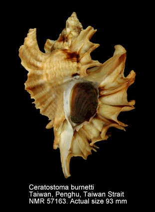 Ceratostoma burnetti.jpg - Ceratostoma burnetti(Adams & Reeve,1849)